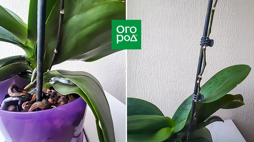 Орхидея отцвела: что делать дальше?